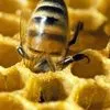 оптом мед в неограниченных количествах в Челябинске 9